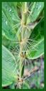 Click for Bamboo Plant Photos