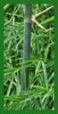 Click for Bamboo Plant Photos