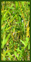 Click for Bamboo Plant Photos