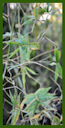 Click for Bamboo Plant Photos