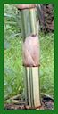 Click for Bamboo Plant Photos