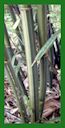 Click for Bamboo Plant Photos