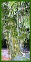 Click for Bamboo Plant Photos