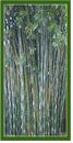 Click for Bamboo Plant Photos