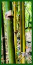 Click for Bamboo Plant Photos