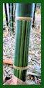 Click for Bamboo Plant Photos