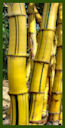 Click for Bamboo Plant Photos