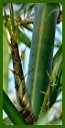 Click for Bamboo Plant Photos