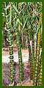 Click for Bamboo Plant Photos