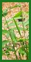 Click for Bamboo Plant Photos