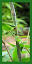 Click for Bamboo Plant Photos