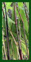 Click for Bamboo Plant Photos