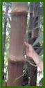 Click for Photos