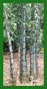 Click for Bamboo Plant Photos