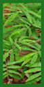 Click for Bamboo Plant Photos