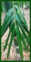 Click for Bamboo Plant Photos