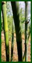 Click for Bamboo Plant Photos