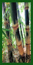 Click for Bamboo Plant Photos