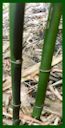 Click for Bamboo Plant Photos