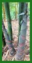 Click for Bamboo Plant Photos