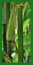 Click for Bamboo Plant Photos