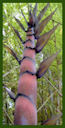 Click for Bamboo Plant Photos