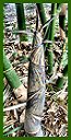 Click for Bamboo Plant Photos