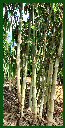 Click for Bamboo Plant Photos