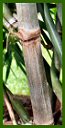 Click for Bamboo Plant Photos