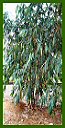 Click for Bamboo Plant Photos