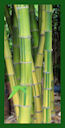 Click for Bamboo Plant Photos