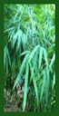 Click for Bamboo Plant Photos