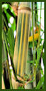 Click for Bamboo Plant Photos