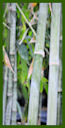 Click for Bamboo Plant Photos