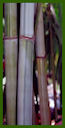 Click for Bamboo Plant Photos