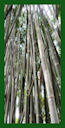 Click for Bamboo Plant Photos