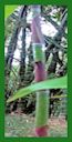 Click for Bamboo Plant Photos