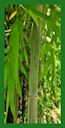 Click for Bamboo Plant Photos