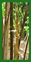 Click for Bamboo Plant Photos