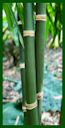 Click for Bamboo Plant Photos