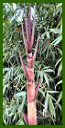 Click for Bamboo Plant Photos