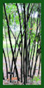 Click for Bamboo Plant Photos