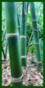 Click for Bamboo Plant Photos