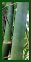 Click for Bamboo Plant Photos