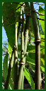 Click for Bamboo Plant Photos