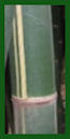 Click for Bamboo Plant Photos