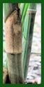 Click for Bamboo Plant Photos