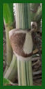 Click for Bamboo Plant Photos