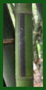 Click for Bamboo Plant Photos