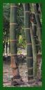 Click for Bamboo Plant Photos